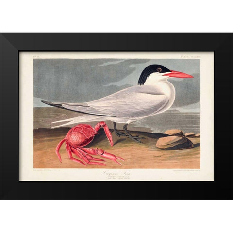 Pl 273 Cyenne Tern Black Modern Wood Framed Art Print by Audubon, John James