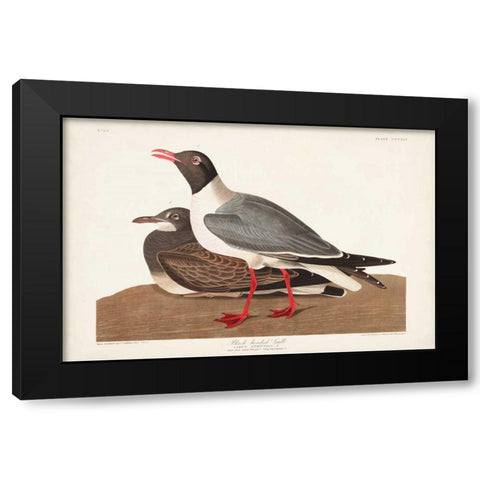 Pl 314 Black-headed Gull Black Modern Wood Framed Art Print with Double Matting by Audubon, John James