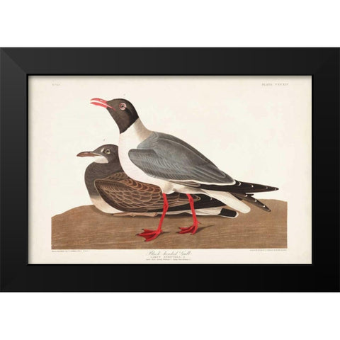 Pl 314 Black-headed Gull Black Modern Wood Framed Art Print by Audubon, John James