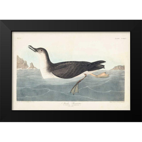 Pl 295 Manks Shearwater Black Modern Wood Framed Art Print by Audubon, John James