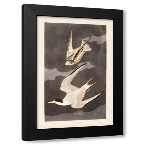 Pl 319 Lesser Tern Black Modern Wood Framed Art Print with Double Matting by Audubon, John James