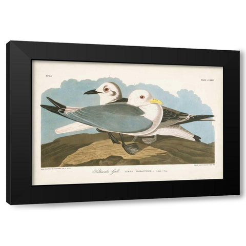 Pl 224 Kittiwake Gull Black Modern Wood Framed Art Print with Double Matting by Audubon, John James