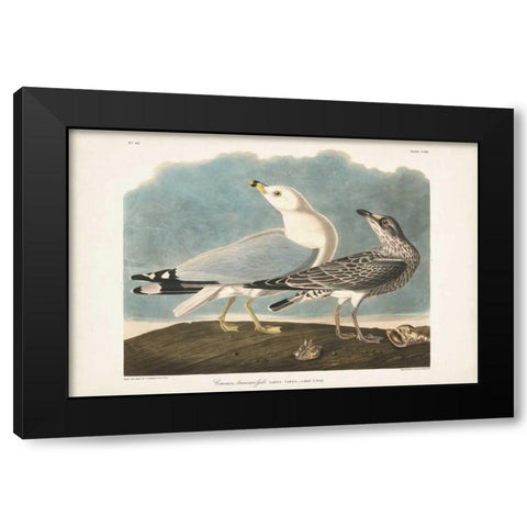 Pl 212 Common American Gull Black Modern Wood Framed Art Print with Double Matting by Audubon, John James