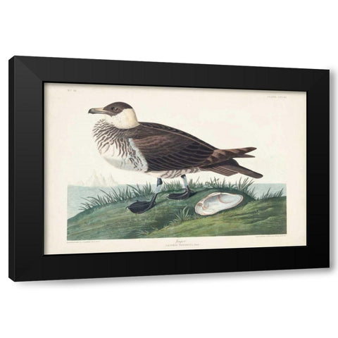Pl 253 Jager Black Modern Wood Framed Art Print with Double Matting by Audubon, John James