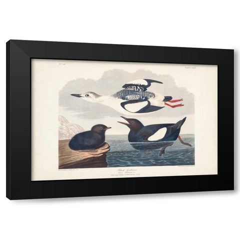 Pl 219 Black Gillemot Black Modern Wood Framed Art Print with Double Matting by Audubon, John James