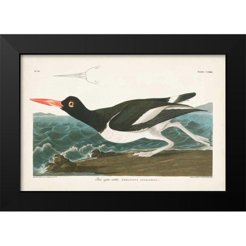 Pl 223 Pied Oyster Catcher Black Modern Wood Framed Art Print by Audubon, John James
