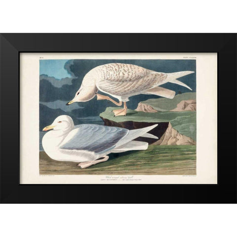 Pl 282 White-winged Silvery Gull Black Modern Wood Framed Art Print by Audubon, John James