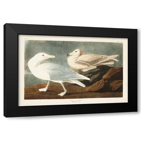 Pl 396 Burgomaster Gull Black Modern Wood Framed Art Print by Audubon, John James