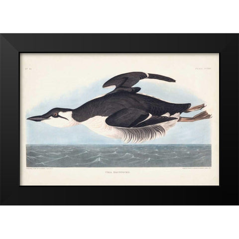 Pl 245 Uria Brunnichi Black Modern Wood Framed Art Print by Audubon, John James