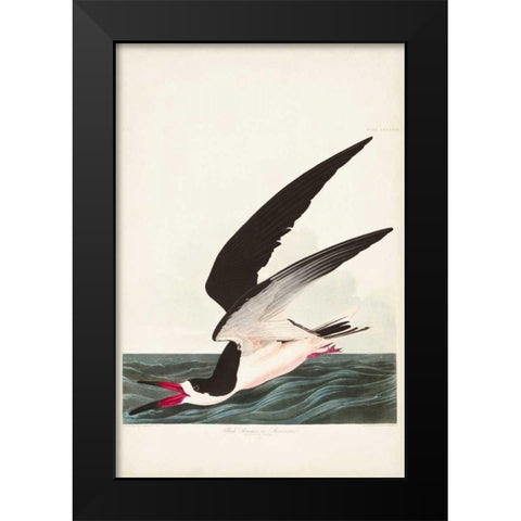 Pl 323 Black Skimmer or Shearwater Black Modern Wood Framed Art Print by Audubon, John James