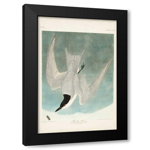 Pl 410 Marsh Tern Black Modern Wood Framed Art Print by Audubon, John James