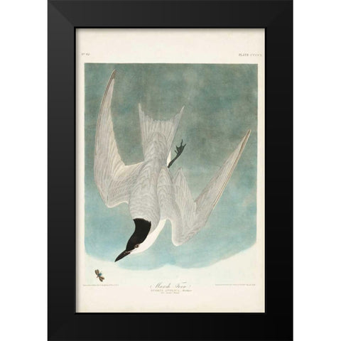 Pl 410 Marsh Tern Black Modern Wood Framed Art Print by Audubon, John James