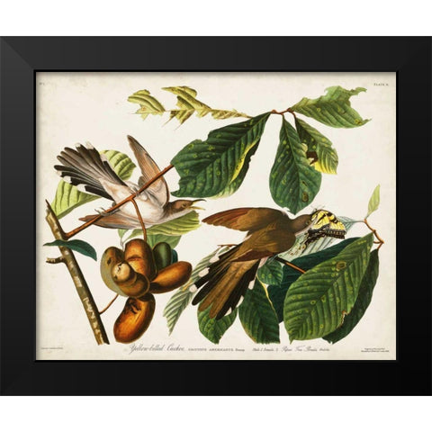 Pl 2 Yellow-billed Cuckoo Black Modern Wood Framed Art Print by Audubon, John James