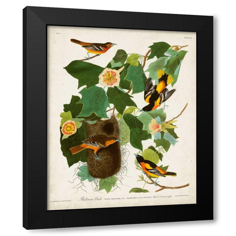 Pl 12 Baltimore Oriole Black Modern Wood Framed Art Print by Audubon, John James