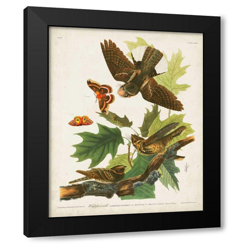 Pl 82 Whip-poor Will Black Modern Wood Framed Art Print by Audubon, John James