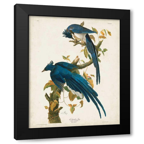 Pl 96 Columbia Jay Black Modern Wood Framed Art Print by Audubon, John James