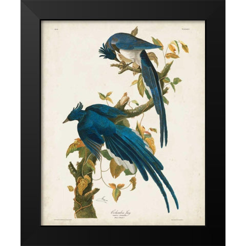 Pl 96 Columbia Jay Black Modern Wood Framed Art Print by Audubon, John James