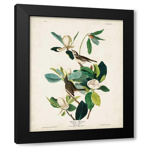 Pl 118 Warbling Flycatcher Black Modern Wood Framed Art Print with Double Matting by Audubon, John James
