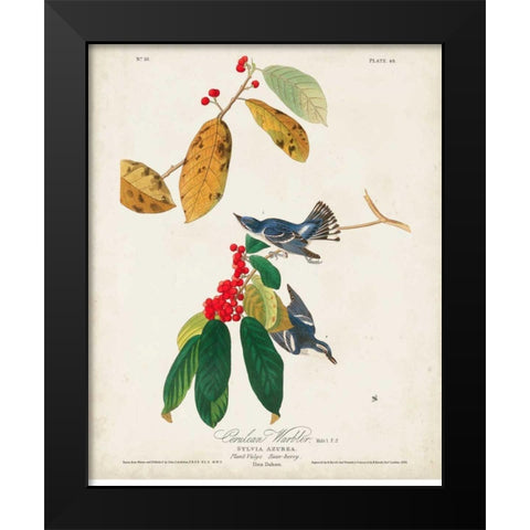 Pl 48 Cerulean Warbler Black Modern Wood Framed Art Print by Audubon, John James