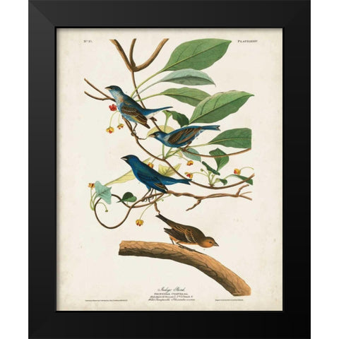 Pl 74 Indigo Bird Black Modern Wood Framed Art Print by Audubon, John James