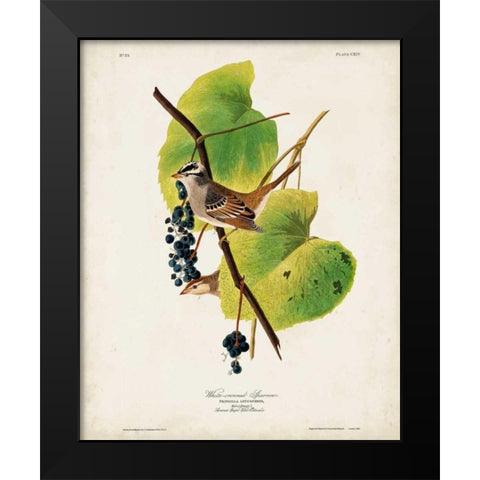 Pl 114 White-crowned Sparrow Black Modern Wood Framed Art Print by Audubon, John James