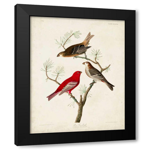 Pl 358 Pine Grosbeak Black Modern Wood Framed Art Print with Double Matting by Audubon, John James
