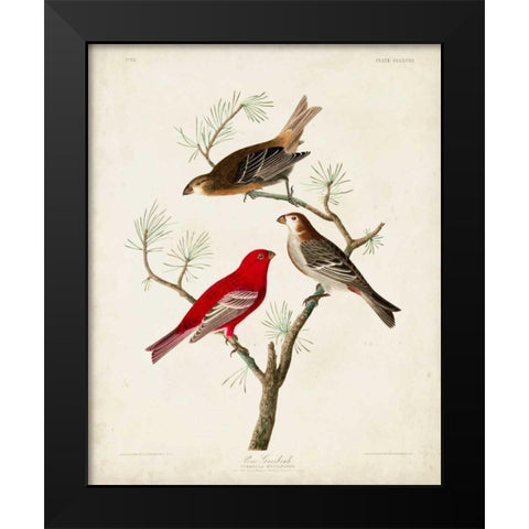 Pl 358 Pine Grosbeak Black Modern Wood Framed Art Print by Audubon, John James
