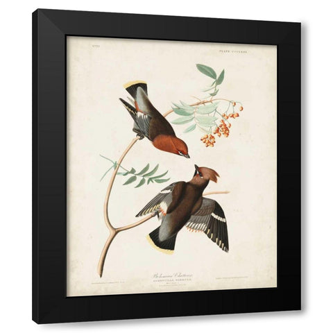 Pl 363 Bohemian Chatterer Black Modern Wood Framed Art Print by Audubon, John James
