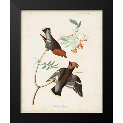 Pl 363 Bohemian Chatterer Black Modern Wood Framed Art Print by Audubon, John James