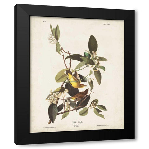 Pl 163 Pine Warbler Black Modern Wood Framed Art Print by Audubon, John James