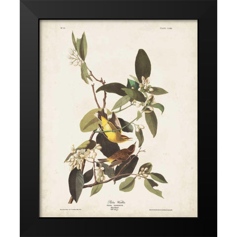 Pl 163 Pine Warbler Black Modern Wood Framed Art Print by Audubon, John James