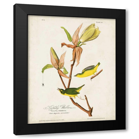 Pl 38 Kentucky Warbler Black Modern Wood Framed Art Print by Audubon, John James