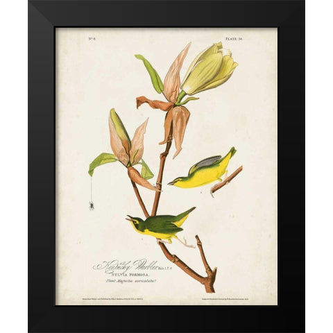 Pl 38 Kentucky Warbler Black Modern Wood Framed Art Print by Audubon, John James