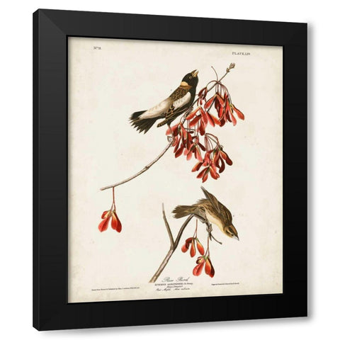 Pl 54 Rice Bird Black Modern Wood Framed Art Print with Double Matting by Audubon, John James