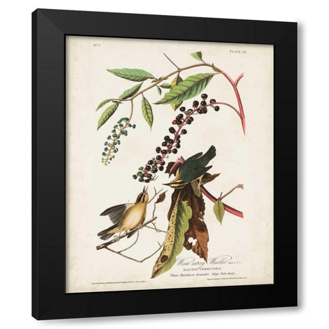 Pl 34 Worm-eating Warbler Black Modern Wood Framed Art Print by Audubon, John James