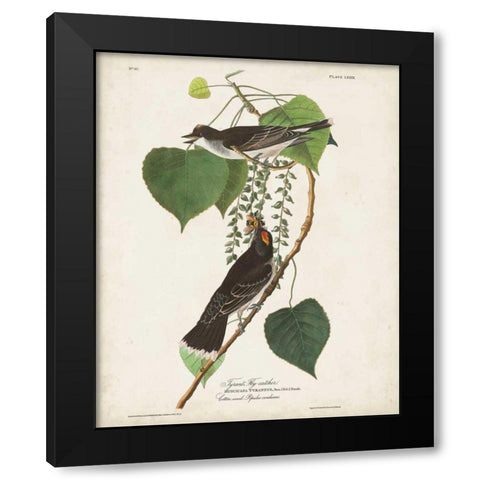 Pl 79 Tyrant Flycatcher Black Modern Wood Framed Art Print with Double Matting by Audubon, John James