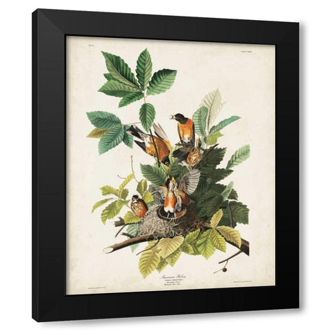 Pl 131 American Robin Black Modern Wood Framed Art Print with Double Matting by Audubon, John James