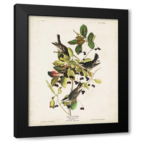 Pl 133 Black Poll Warbler Black Modern Wood Framed Art Print by Audubon, John James