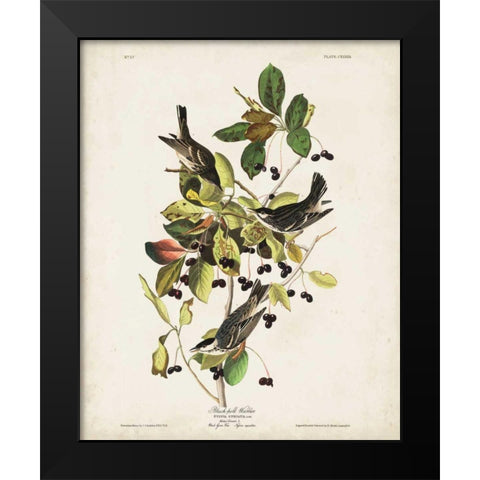Pl 133 Black Poll Warbler Black Modern Wood Framed Art Print by Audubon, John James