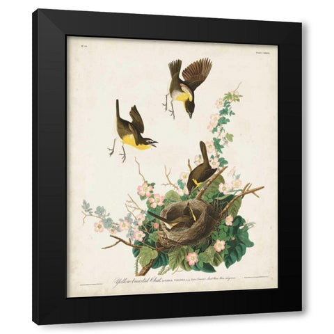 Pl 137 Yellow-breasted Chat Black Modern Wood Framed Art Print with Double Matting by Audubon, John James