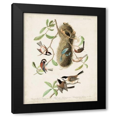 Pl 353 Black-capt Titmouse Black Modern Wood Framed Art Print with Double Matting by Audubon, John James