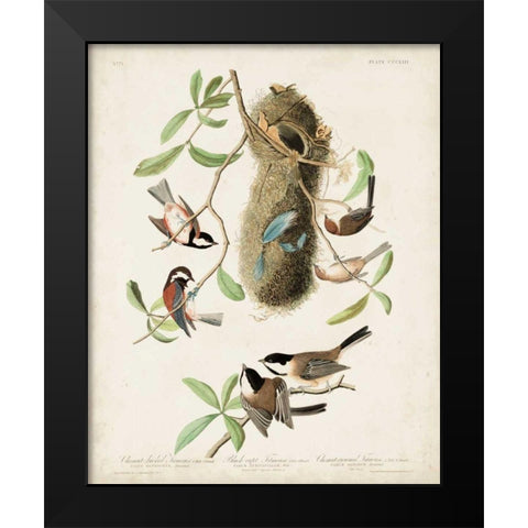 Pl 353 Black-capt Titmouse Black Modern Wood Framed Art Print by Audubon, John James