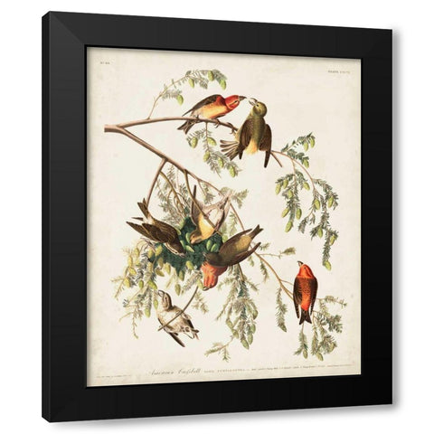 Pl 197 American Crossbill Black Modern Wood Framed Art Print with Double Matting by Audubon, John James