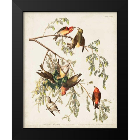 Pl 197 American Crossbill Black Modern Wood Framed Art Print by Audubon, John James