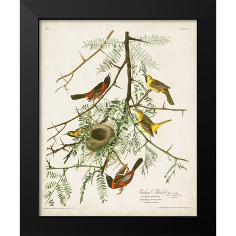 Pl 42 Orchard Oriole Black Modern Wood Framed Art Print by Audubon, John James