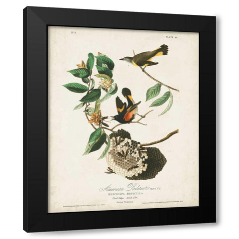 Pl 40 American Redstart Black Modern Wood Framed Art Print by Audubon, John James