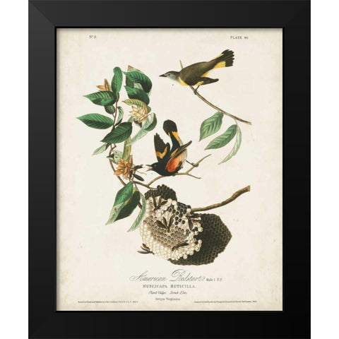 Pl 40 American Redstart Black Modern Wood Framed Art Print by Audubon, John James