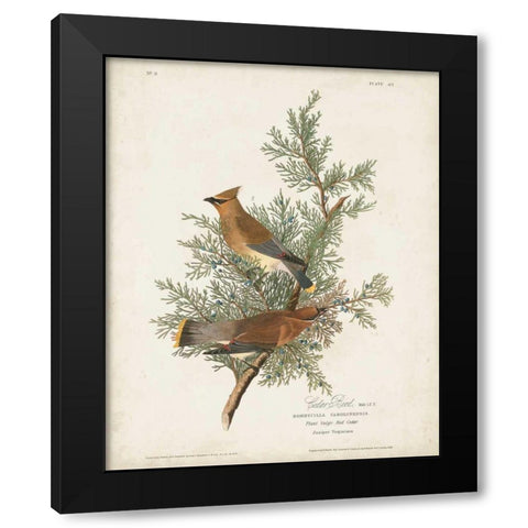 Pl 43 Cedar Bird Black Modern Wood Framed Art Print by Audubon, John James