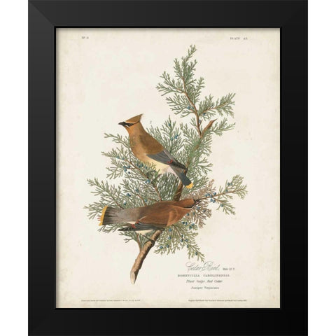 Pl 43 Cedar Bird Black Modern Wood Framed Art Print by Audubon, John James