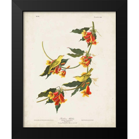 Pl 65 Rathbone Warbler Black Modern Wood Framed Art Print by Audubon, John James